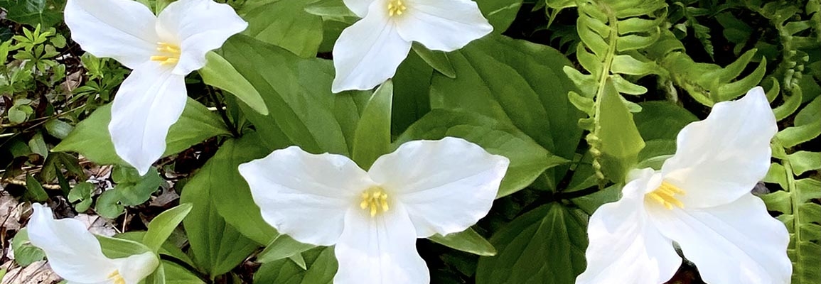 Group of White Trilliums are found in the High Country