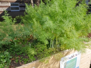 Yadkin County Community Garden