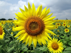 Sunflower photo