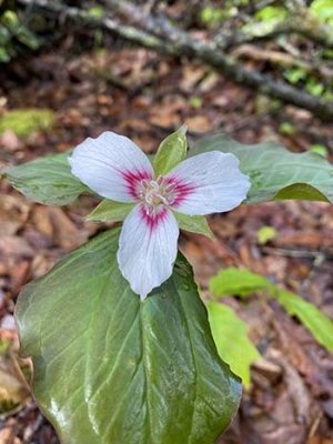 Photo of a Trillium plant 