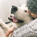 Dog pic